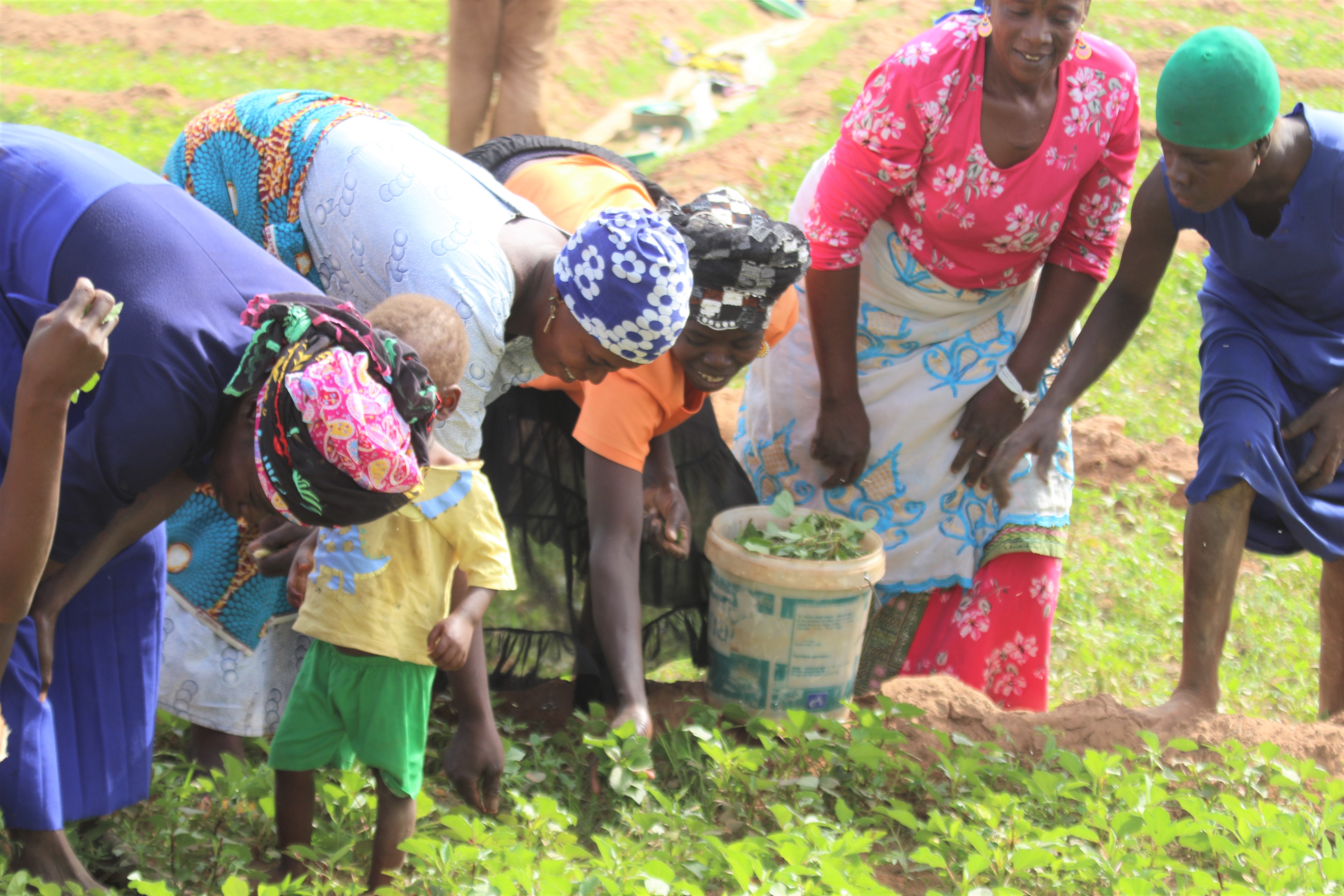 Alternative Livelihood Programs